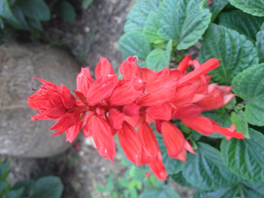 Sage