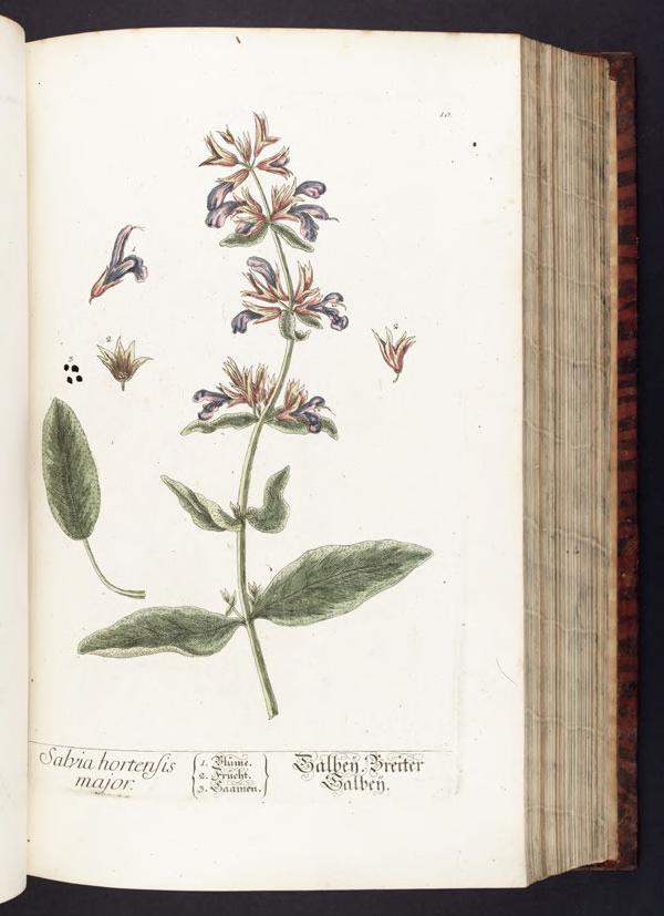 Sage