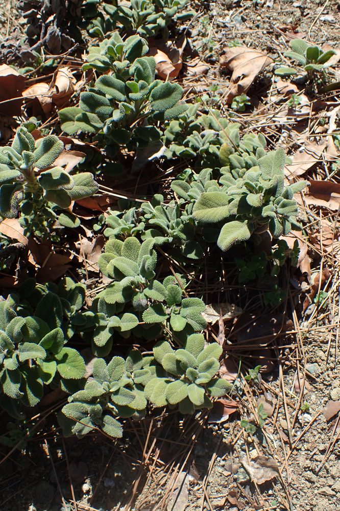 Salvia willeana