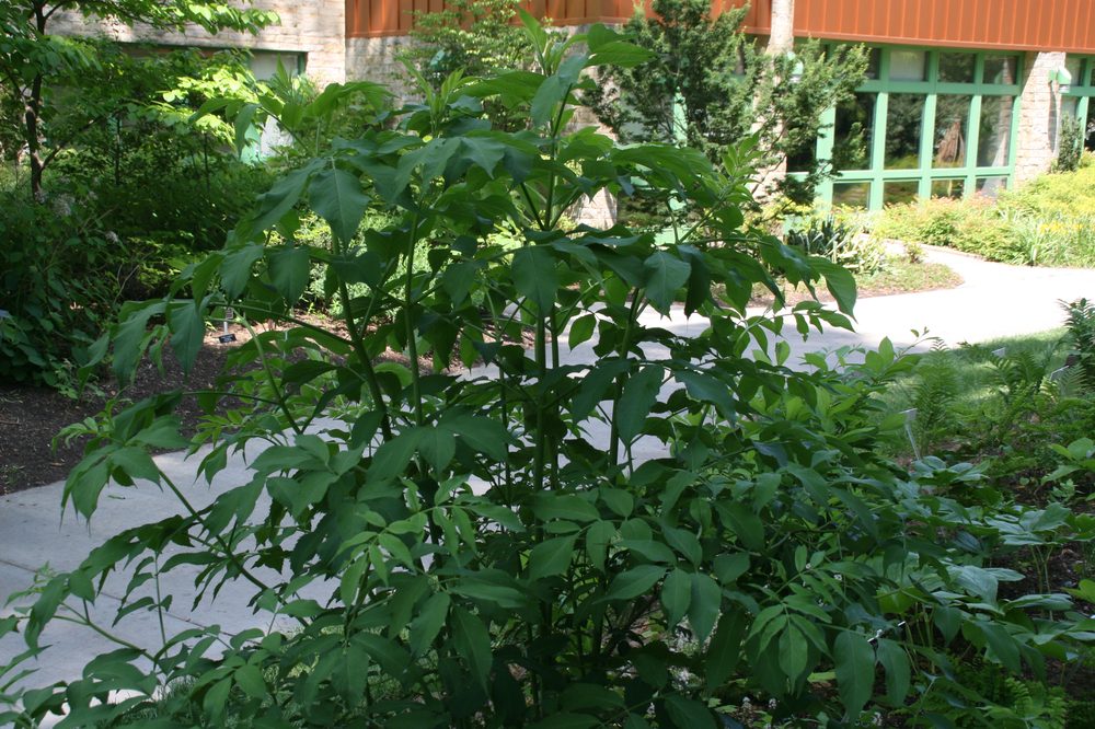 American Elder