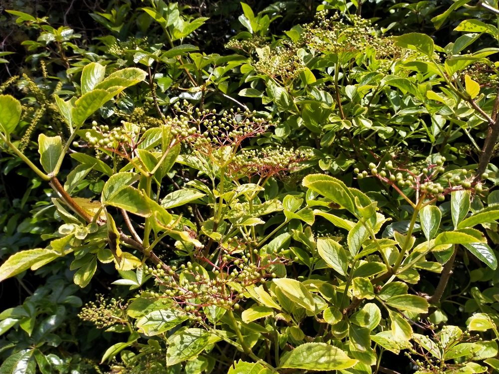 European Alder