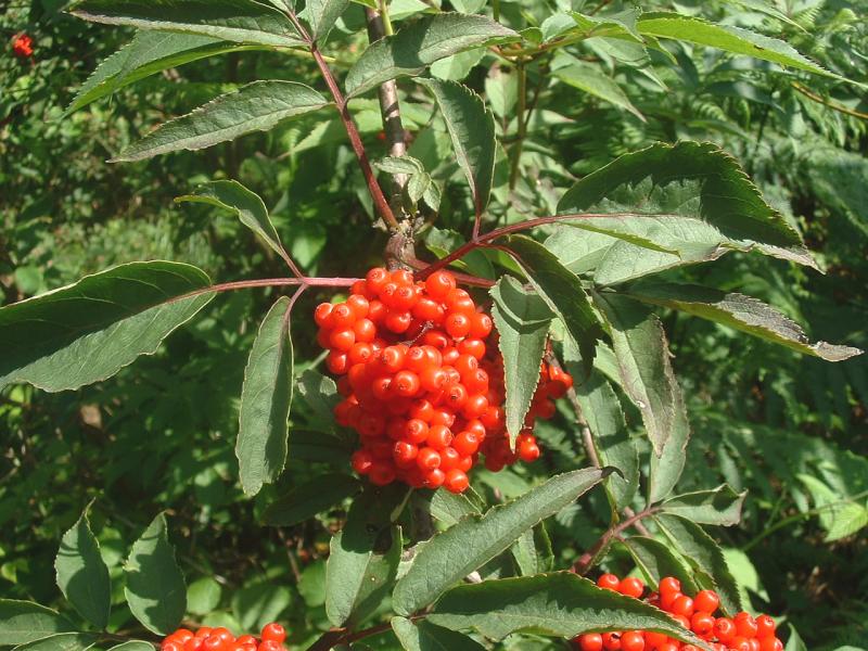 Sambucus racemosa