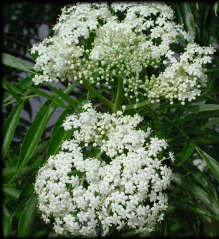 Simpson's elderberry