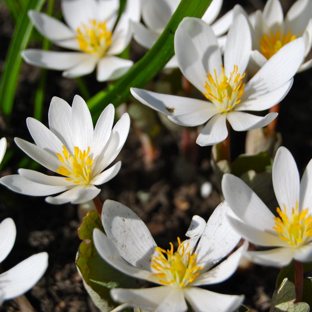 Bloodroot