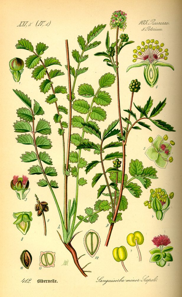Small Burnet