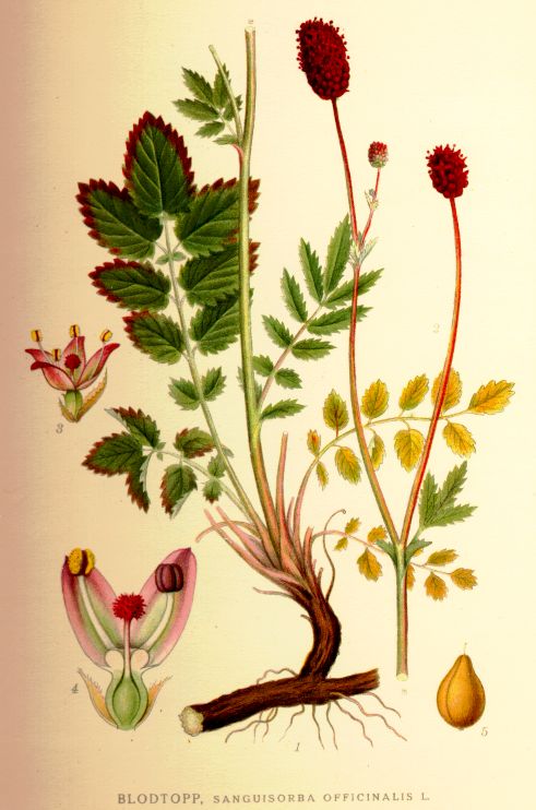 Greater Burnet