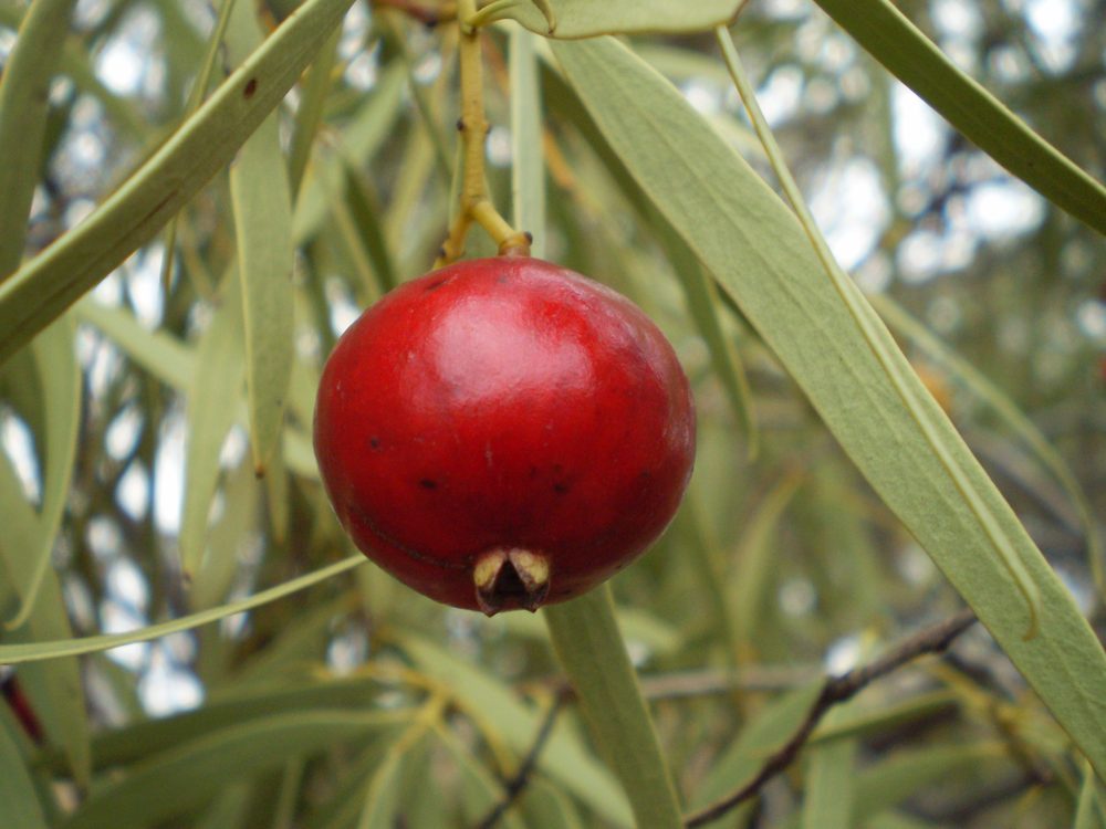 Sweet Quandong