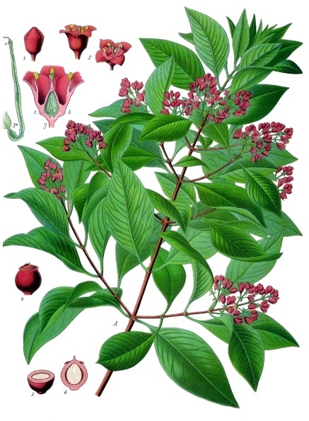 White Sandalwood