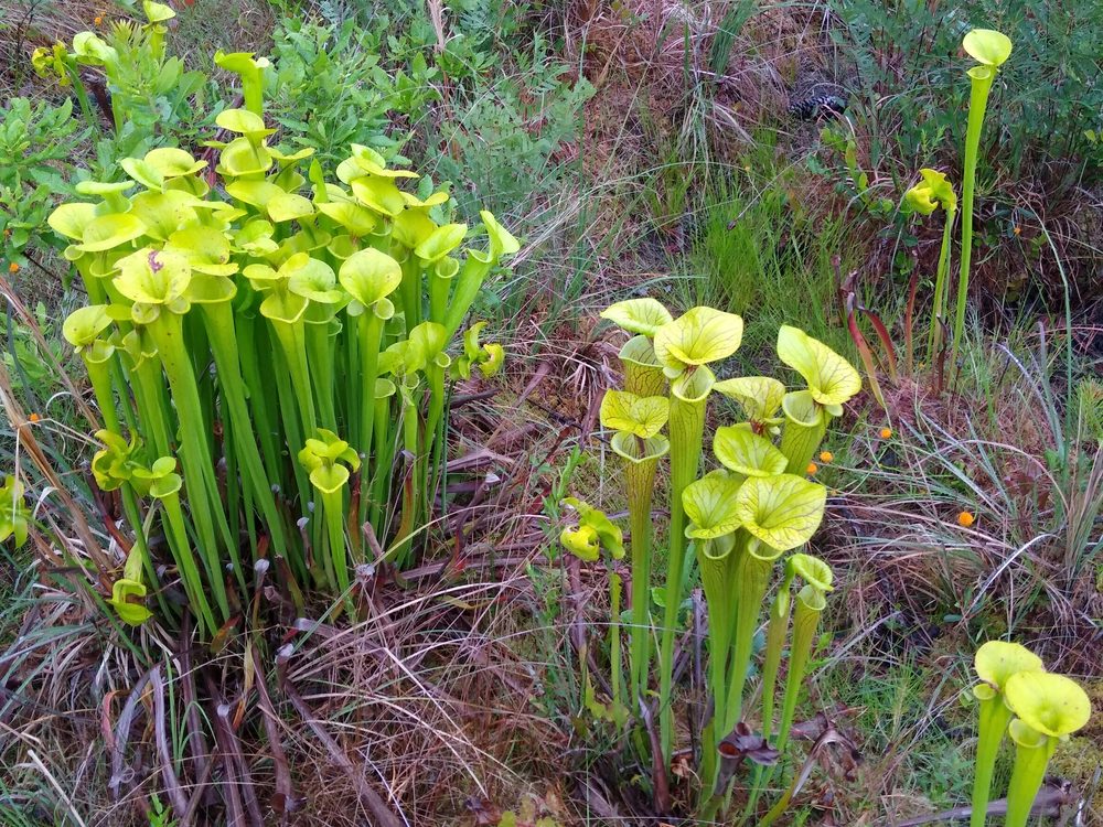 Sarracenia flava