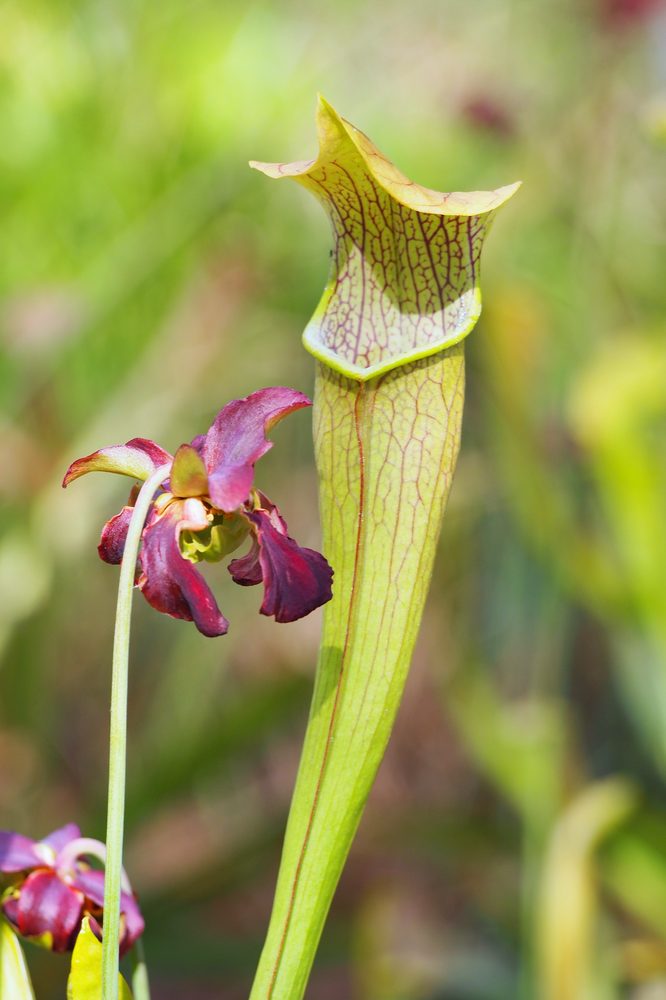 Sarracenia rubra subsp. subsp. jonesii