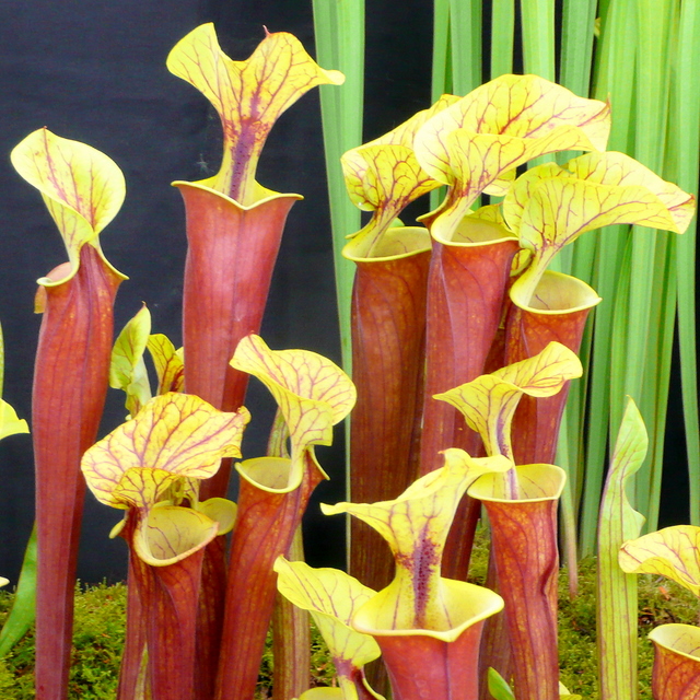 Pitcher-Plant