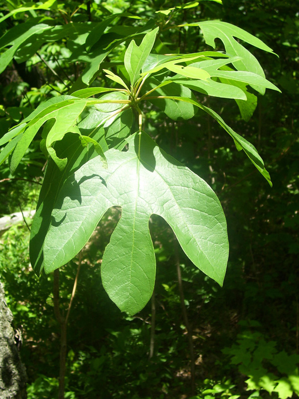 Sassafras