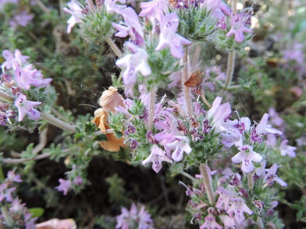 Goat Oregano