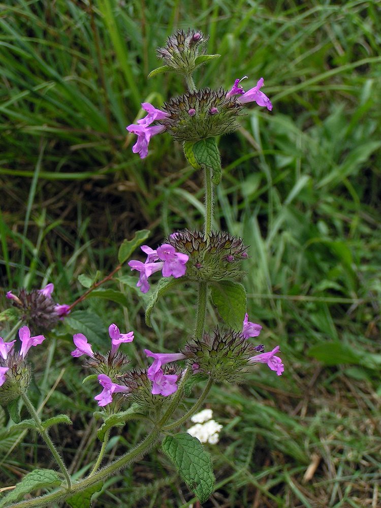 Common Savory