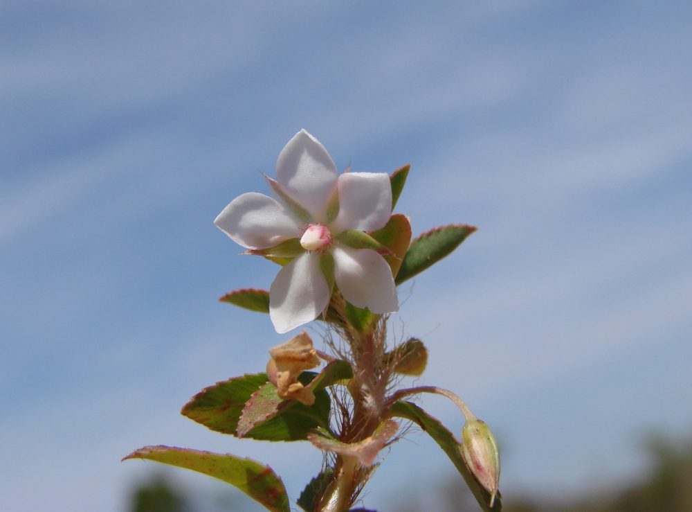 Yerba de san martin