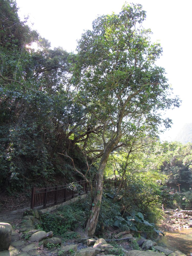 Schefflera octophylla