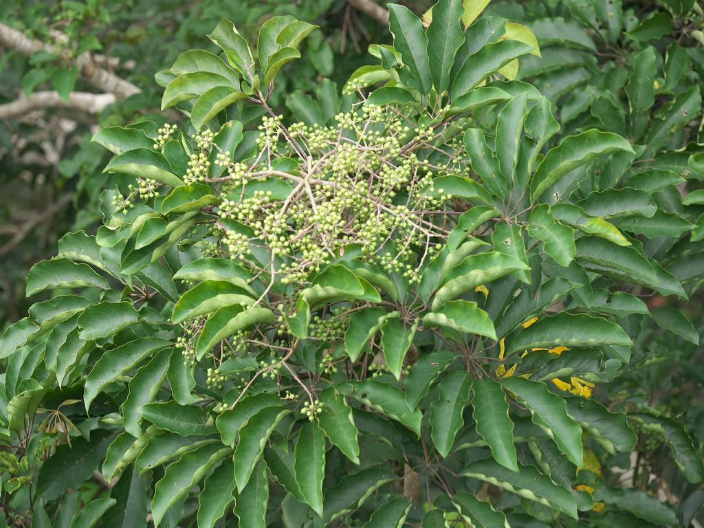 Schefflera species