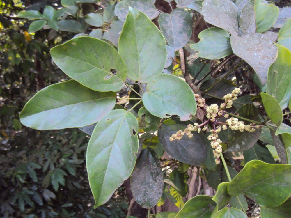 Schefflera venulosa