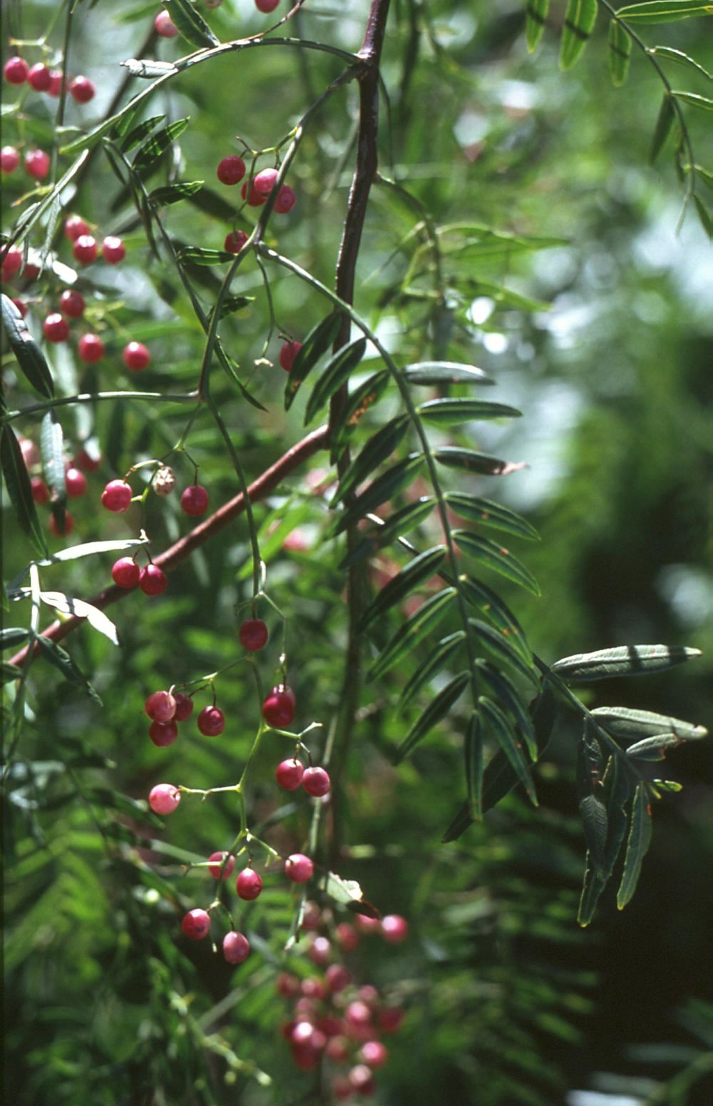 California Peppertree