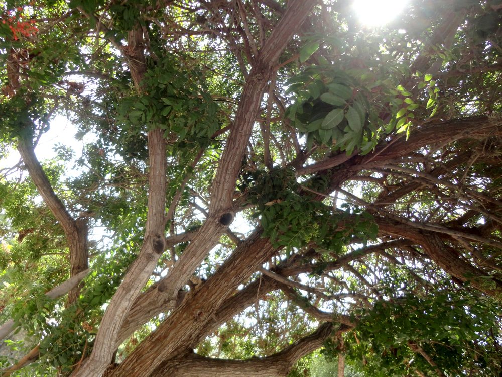 Brazilian Peppertree
