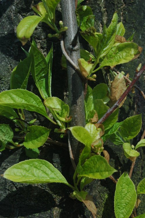 Chinese Magnolia Vine