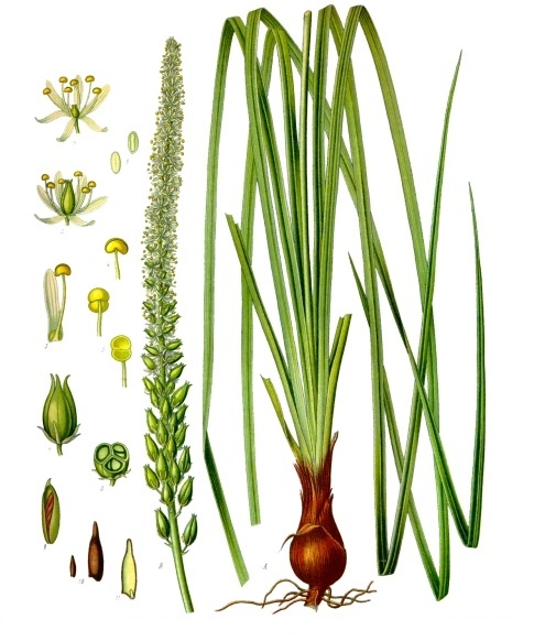 Sabadilla