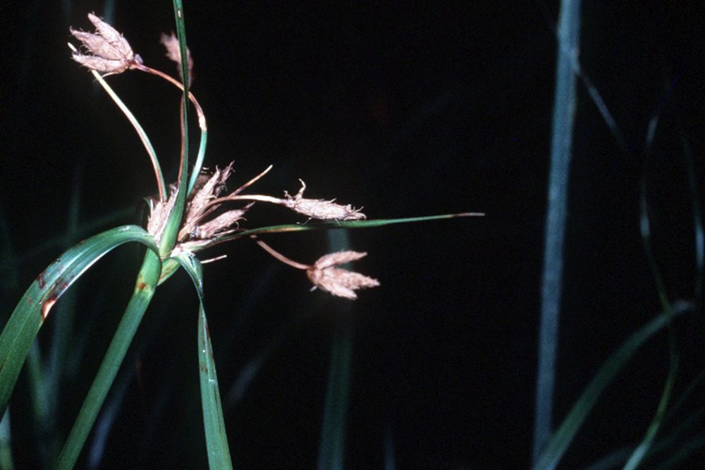 Scirpus fluviatilis