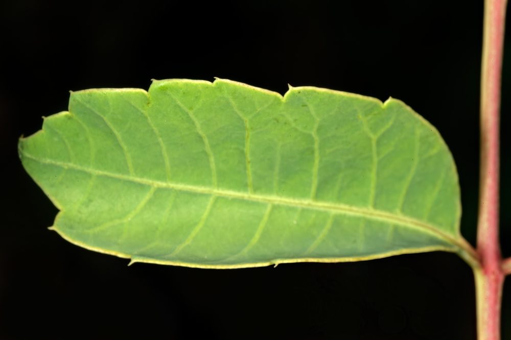 Marula