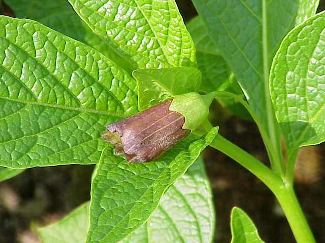 Scopolia