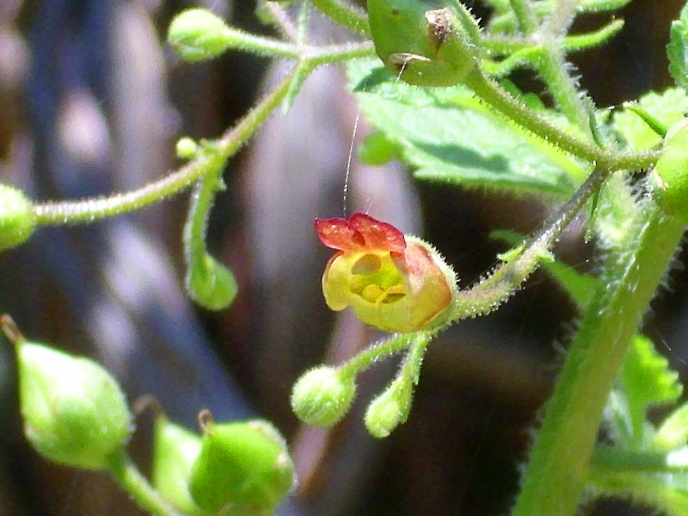 Scrophularia scorodonia