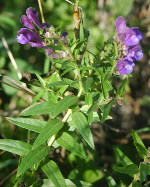 Chinese Skullcap