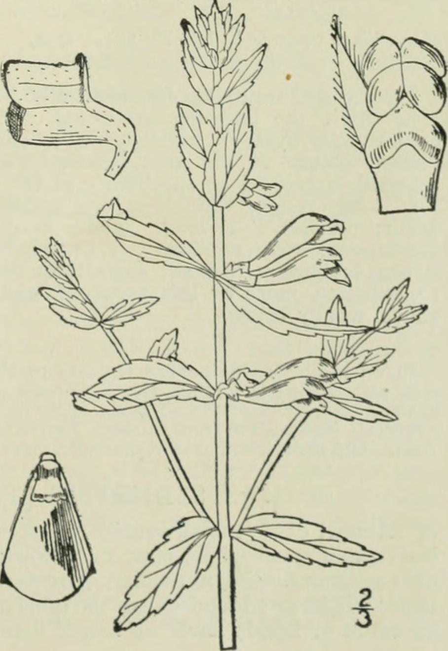 Hybrid Skullcap