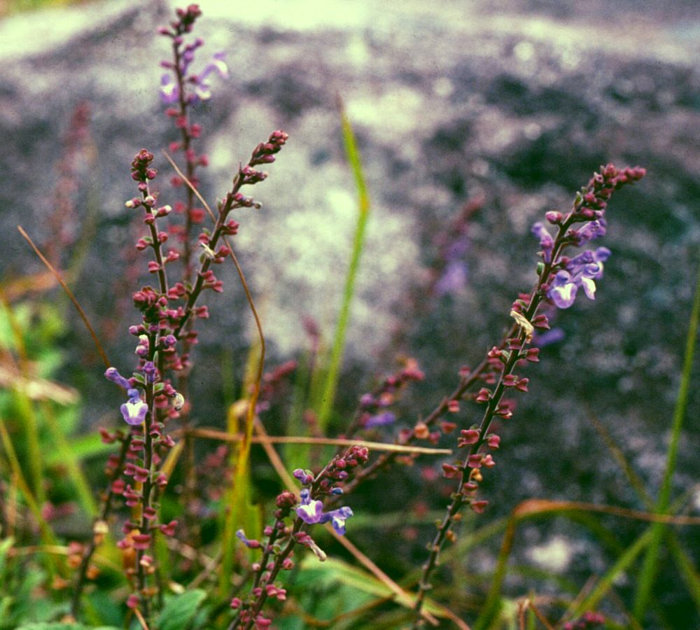 Discolor Skullcap