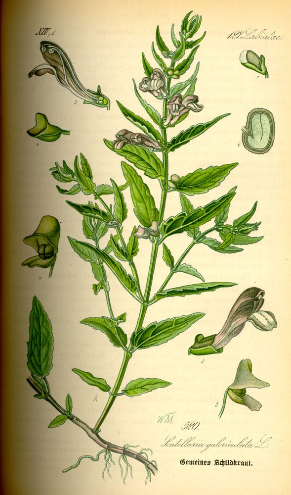 Marsh Skullcap