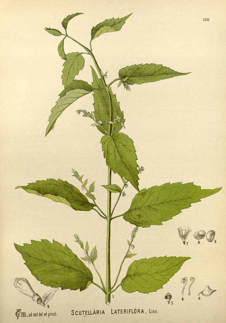 Mad-Dog Skullcap