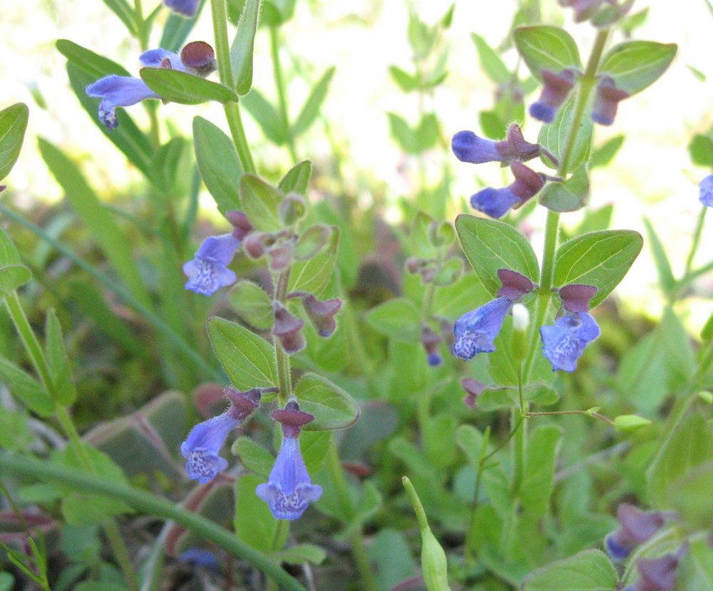 Small Skullcap