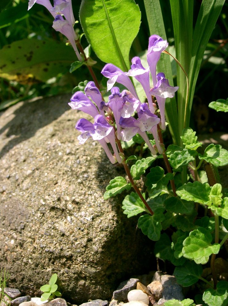Scutellaria sp
