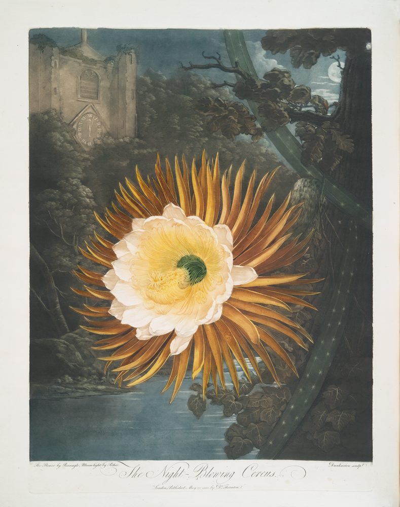 Night-Blooming Cereus