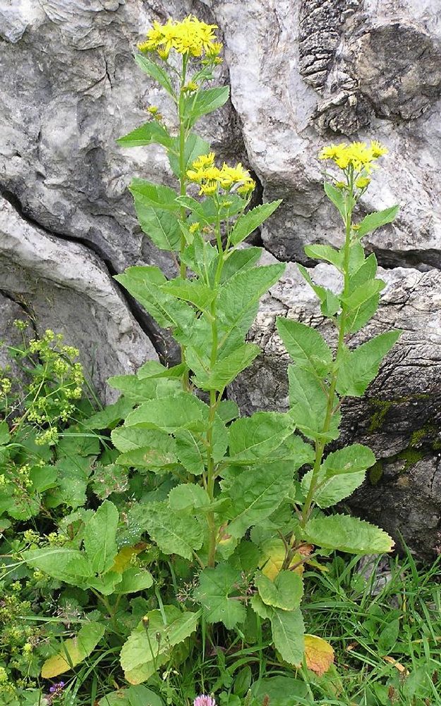 Senecio alpinus