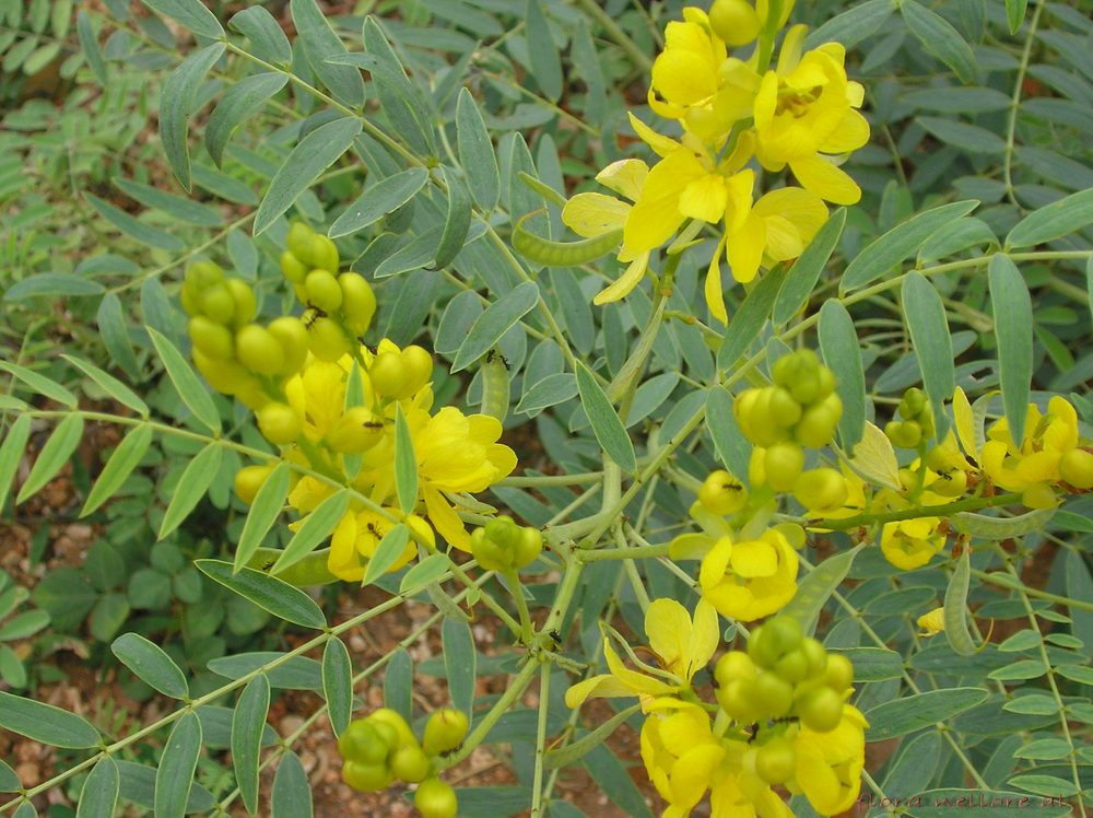 Alexandran senna
