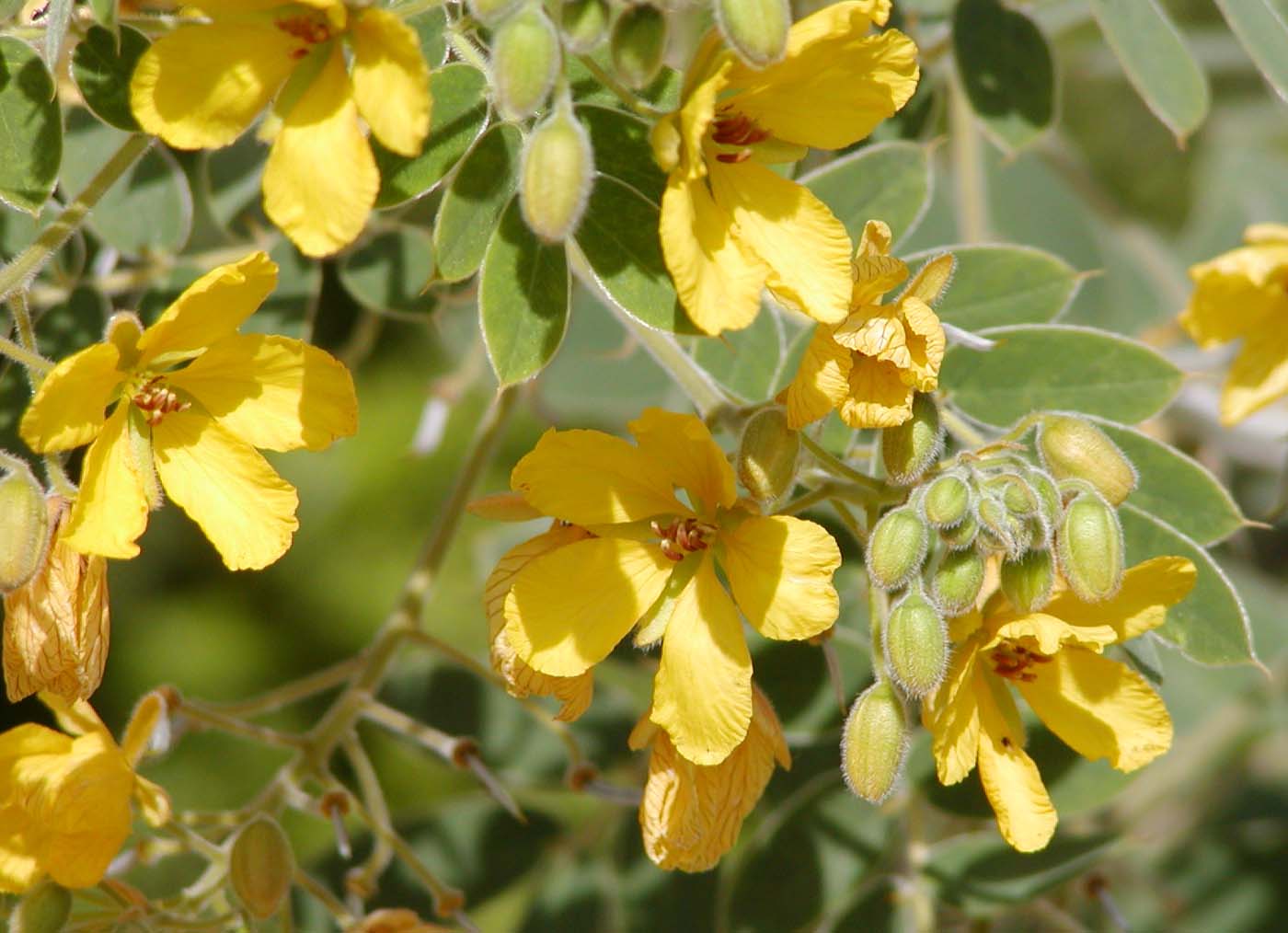 Senna lindheimeriana