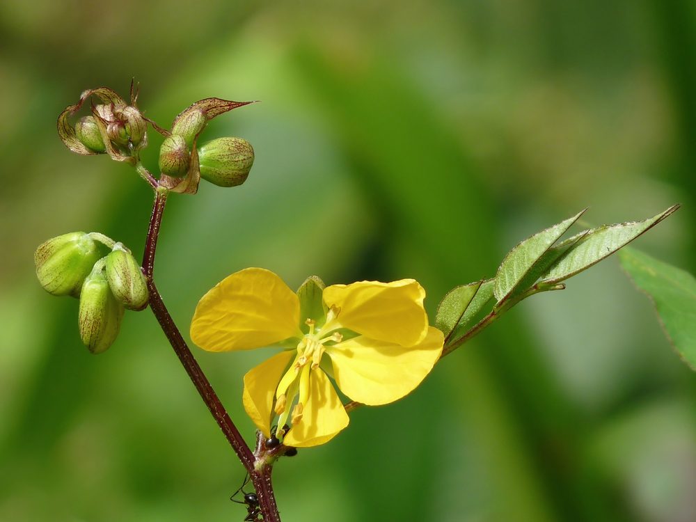 Coffee Senna
