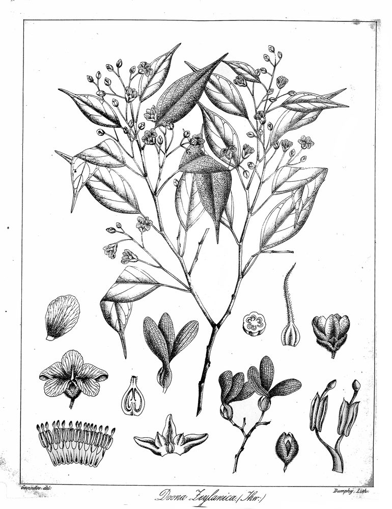 Shorea zeylanica