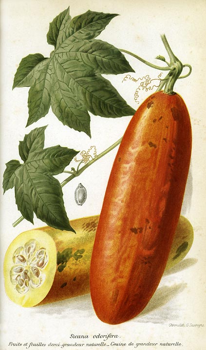 Cassabanana