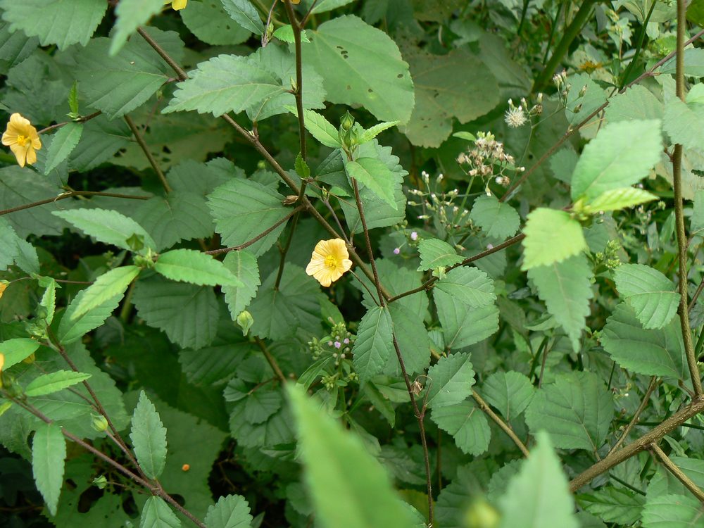 Broomweed