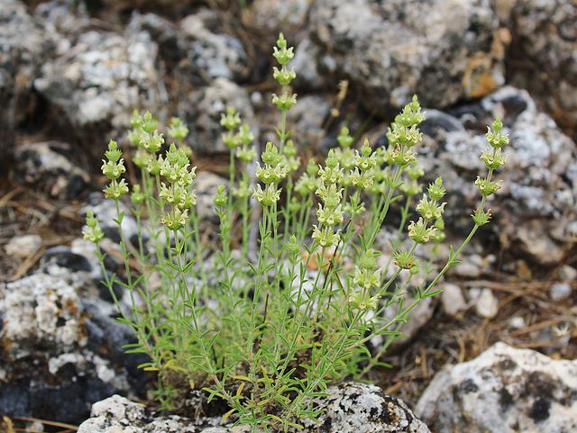 Sideritis mugronensis