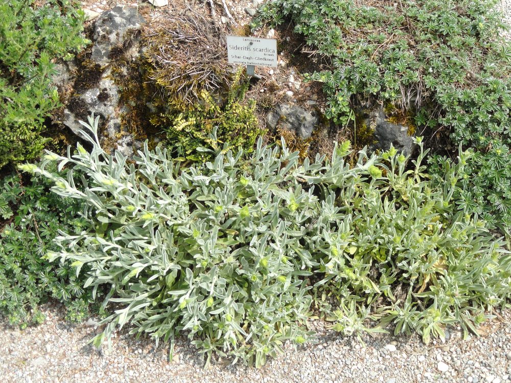 Balkan Sideritis