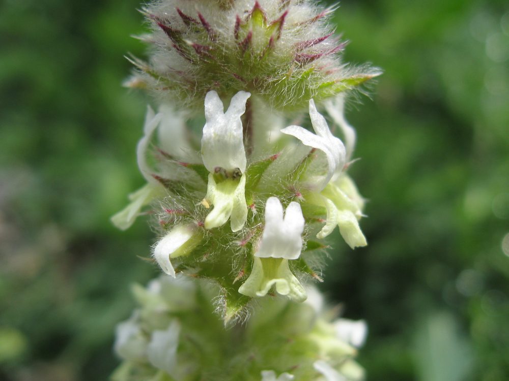 Sideritis tomentosa