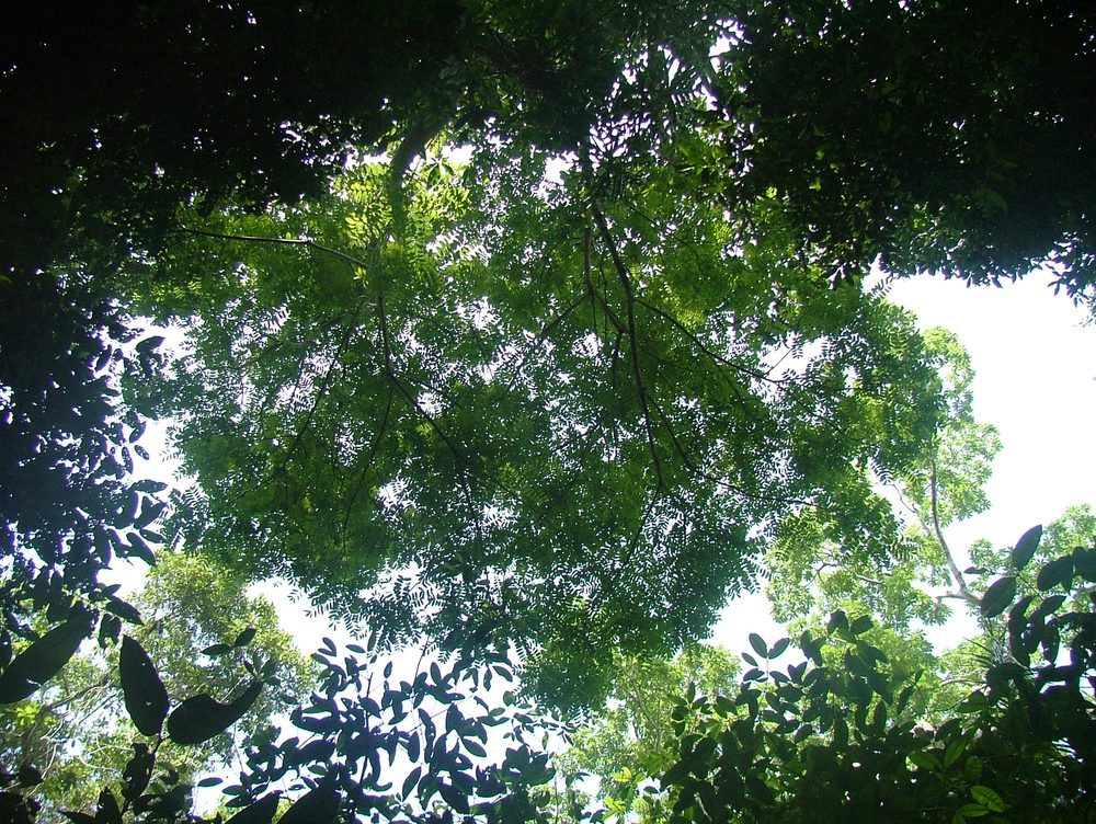 Simaruba Bark