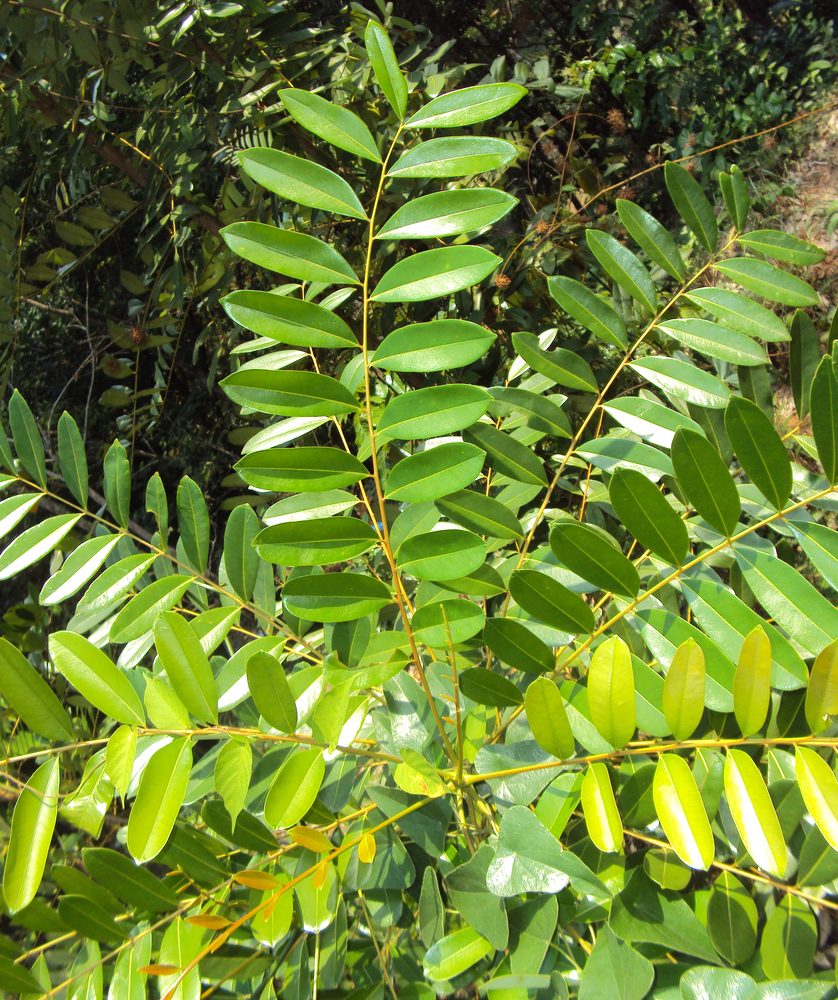 Simaruba Bark